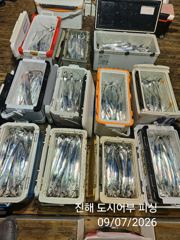 [진해] 씨알큰 내만갈치 엄청잡고 쿨러 빵빵 합니다~!! 오늘 예약가능