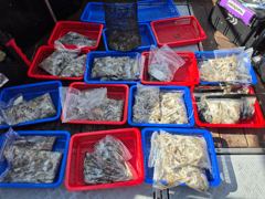 (갈치)5지4지3지 텐빈에 大치들 뽑고 또 뽑고~고고피싱(8일 예약)