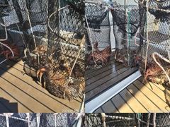문어,강풍에도 키로,중치,퍼담았습니다,,(예약가능)