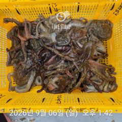 3일 연속 문어 장원 17마리