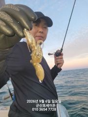 (西)서해조황 - 9월6일-쭈꾸미 조황