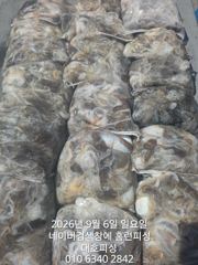 (西)서해조황 - 군산 대호피싱 쭈꾸미야 문어야!왜케 큰거야~~