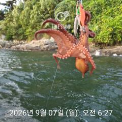 17분전 [진해] 9/6 돌문어 중치급 손맛 보시고 제법잡고.. ( 내일예약가능 )
