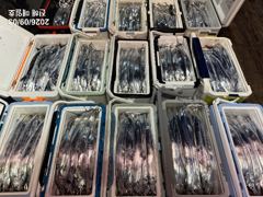 출조안내 - =>> 부천출발==>>여수 국동항 도착==>>여수 자연낚시 대박호 16석 갈치출조==>>출조일==> 9월8일 11일 13일 16일 18일