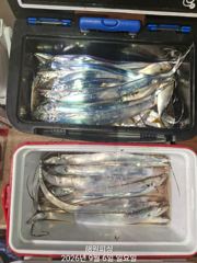 [진해] 내만갈치 3지급 씨알좋아지니 손맛좋고. 오늘예약가능합니다