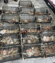 [진해] 야간문어!덩어리급 포함 잘 올라왔습니다~오늘예약가능