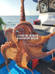 쭈.갑 먹물조황+ - 7일, 부쩍커졌다~ 군산 문어들~주간에 낚이는 문어들~나오고 있어요~실시간~내일부터 본격출조합니다~~~군산 챔피언호