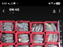 [통영] 욕지권 무늬오징어 9/7 새벽 철수조황! 187수!오늘자리18시…