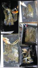 쭈.갑 먹물조황+ - 무늬팁런...초 대박..감자~~무 까지 ..230수오버..