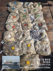 (西)서해조황 - 7일, 군산쭈꾸미~점점 좋아지는 쭈구미조황~~군산낚시프라자 하이원호