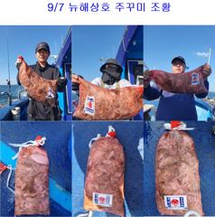 쭈.갑 먹물조황+ - 9월 7일 회변항 뉴해상호 주꾸미 조황
