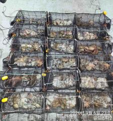 [진해] ->악조건속 야간문어 마릿수초대박!~( 내일예약가능