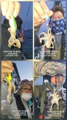(西)서해조황 - 9월7일-쭈꾸미 전체 조황