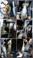 [통영] 무늬팁런 연일 대박조황.....140수 오버...무시,무시..…
