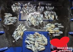 1   [통영] 155수~ 이 날씨에도 대박 마릿수!!! 오후6시 출동!!! 1