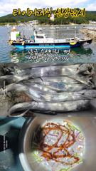 구산면 타이거 칼치