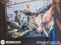 통영현대레저)무뉘 무시급외다수.돌문어.감성돔조황