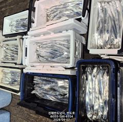 [진해] 내만갈치,커진 씨알로 마릿수 많이 나오네요.내일출항(수,목,금~…