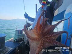 [진해] "여밭돌문어"125수 500g덩치들이~17수14수12수12수외 …