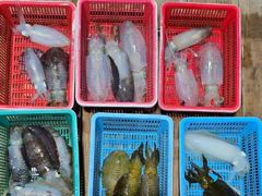 무늬오징어바람통속마릿수손맛짱!!!