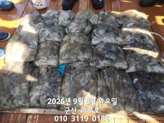 출조안내 - 와~내만칼치 씨알큰칼치 엄청잡고 루어 1타1피~오늘예약가능~