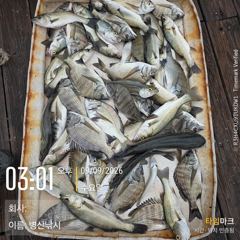 [고성] 병산 9/9 감성돔 마리수 농어 마리수 선외기흘림조황~~