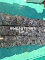 [진해] 내만 갈치 씨알이가 점점 커지고~~(오늘부터 예약 가능)