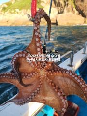 (西)서해조황 - 9일, 주간문어 오늘도 나와요~~부쩍 커진 문어 굿~내일도 출조합니다~군산 챔피언호