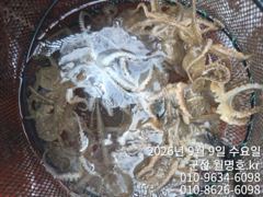 (西)서해조황 - 9/89. 오전