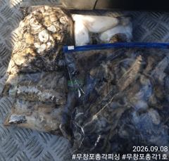 쭈갑백문조황 - 쭈꾸미 조황 제대로 살아납니다! 물때 좋은 다음주 자리 여유있습니다! 함께하시죠!! - 무창포총각피싱선상낚시배낚시