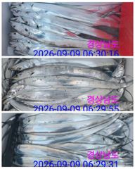 [진해] 천지호 내만 갈치 마릿수 어마어마하게 올라오고~손맛도 보고!!(예약가능)