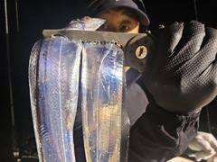 [진해] 내만갈치 매일 초대박! 퍼담았습니다~!! (오늘예약중)