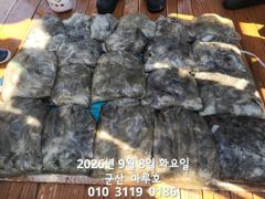 출조안내 - "내만 갈치" 회무침먹고~ 엄청잡고~ 쿨러빵빵~(금욜,예약가능합니다)
