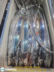 내만칼치ㅡ초초대박! 끝없는 피딩에 엄청나게 올라옵니다 (오늘 예약가능)