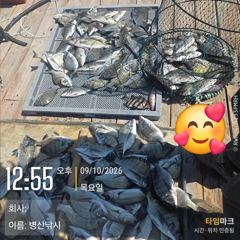 병산 9/10 감성돔,농어 엄청마리수 선상배및 선외기 흘림조황~~