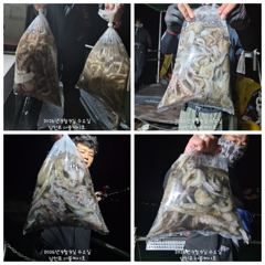 (南)남해조황 - 10일 입항 내만갈치 정신없는 피딩으로 엄청!! 초대박. 금요일부터 예약가능.