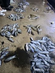 가조도권 돌물어 본격시즌 시작!!! 키로급들 막 올라탑니다~!! ((토,일 오전 크라켄 예약가능))
