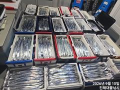우~~와,10일새벽,씨알큰칼치어마어마하게 미친피딩역대급 초초대박~일욜예약가능~