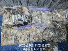 오늘의조황 - [홍원항타이탄호] 9월9일(수) 쭈꾸미 (쭈갑) 조황!! - 홍원항 타이탄호