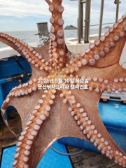 쭈.갑 먹물조황+ - 10일, 주간문어 가을시즌 싸이즈 좋아요~날시만 좋으면 마릿수조황 기대~14분출조~부쩍 커진 문어 굿~실시간~내일도 출조합니다~군산 챔피언호