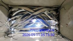 [부산] 가덕천성진양 칼치(2지에서3지사이)좌대조황 260910