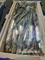 (南)남해조황 - 11일새벽 갈치 대박으로 계속 갑니다 엄청 올라와요~!!오늘 예약가능
