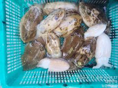 [사천] 갑오징어 실시간 오늘4분모시고 여유있게 즐기고 왔습니다 씨알좋은…