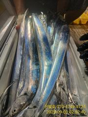 (南)남해조황 - 내만 갈치~ 도착부터 철수까지 퍼담았습니다~ 전원만쿨~ 초보가능~ 토일월화 예약가능~