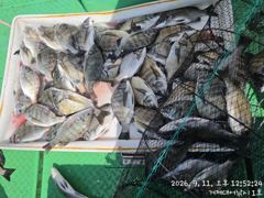 찌낚시조황 - 12일(토)구이용 감성돔 흘림낚시출조합니다