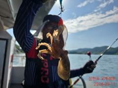 출조안내 - 쭈&갑...먹물은 칠갑을해야 제맛 아입니까!!내일은 문어,모레는 쭈&갑으로 달려가겠습니다!!