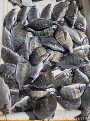 41분전 [고성] 11일 죙일 심심 할 틈이 없었습니다.1타1피