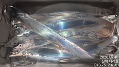 [진해] 내만 갈치~ 양식장 털고 왔습니다~ 도착부터 철수까지 1타1피~…