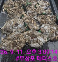 쭈.갑 먹물조황+ - << 무창포 테티스호 >> 9월 11일 독선단체팀 쭈꾸미 조황입니다~! "