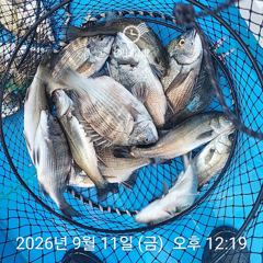 삼천포 내만권 감성돔